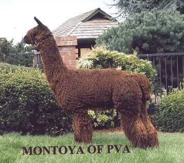 Giavanna's sire Montoya of PVA