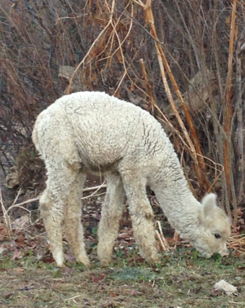 Alpaca For Sale - Hidden Pastures Lady Maddison at Hidden Pastures, LLC