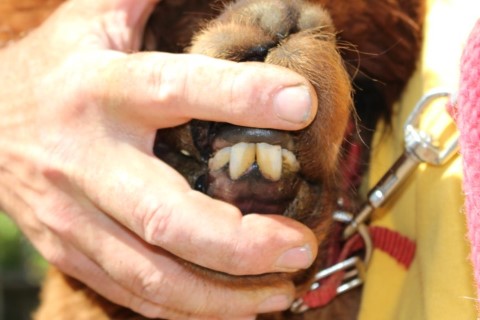 Lucy's teeth