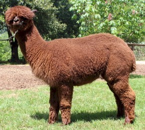 Alpaca For Sale - WV's Lucy In The Sky at Wooden Valley Alpacas