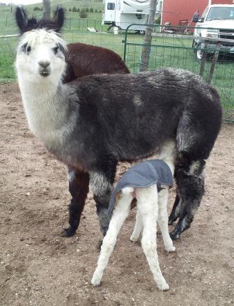 Dot with new female cria, 2014