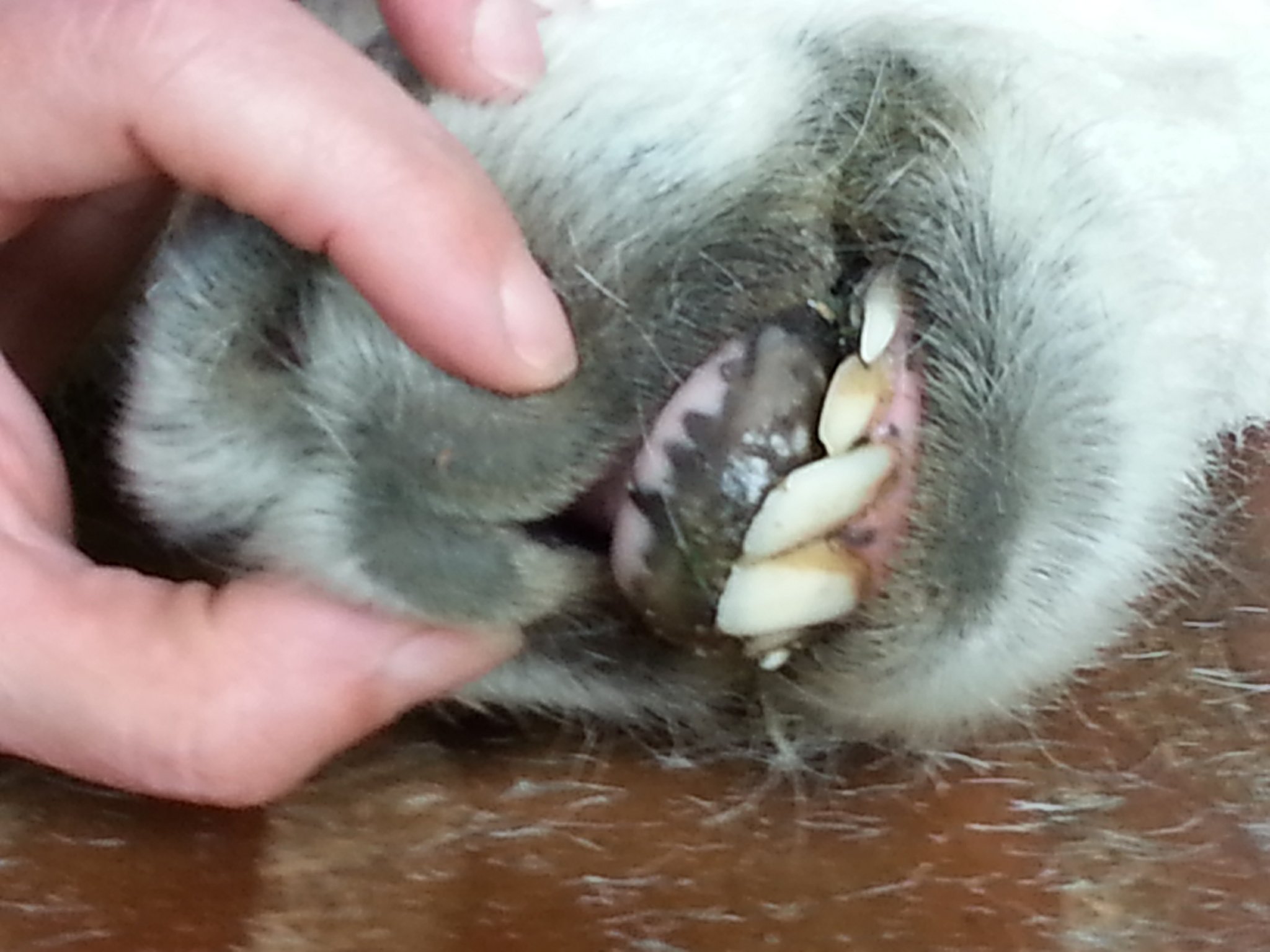 Cleo's teeth