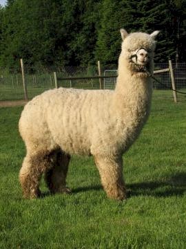 Photo: <a href=http://www.livestockofamerica.com/Ranches/ranchhome.asp?Peopleid=4020 class = body target = _blank>Columbia Mist Alpacas</a>