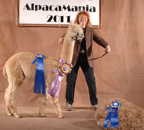 Alpaca For Sale - MRN Chayo By Justice at Alpacas of Marin