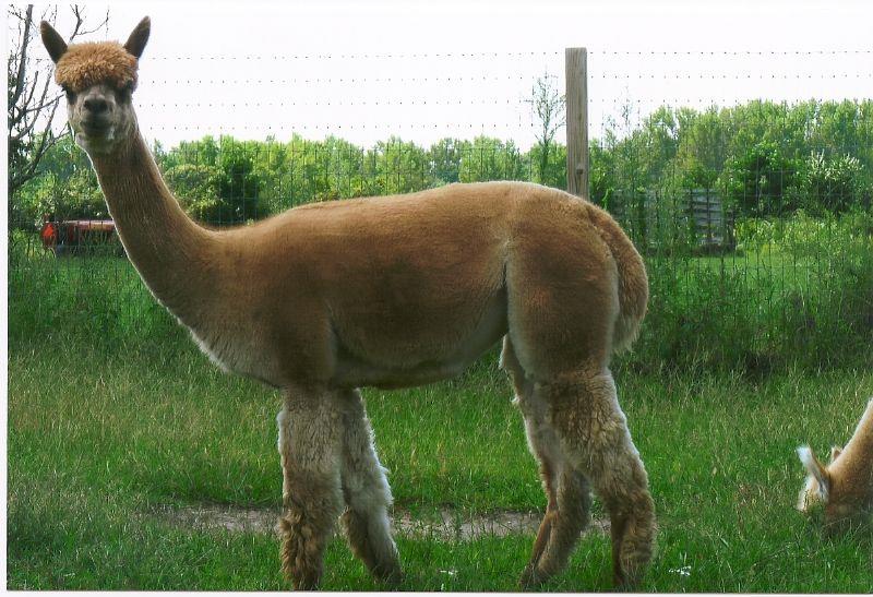 Alpaca For Sale - BSF Lady Ginger at Meadows Edge Alpaca Ranch