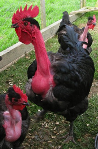 Naked-Neck Chickens