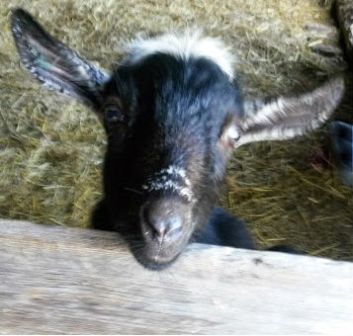 Goat For Sale - Kyeema Ridge Laredo at Natures-Acres Minis
