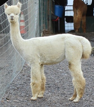 Alpaca For Sale - WP Venus By Verticase at Kismet Acres Farm