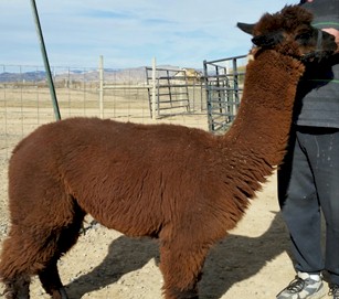 Alpaca For Sale - Wasi at 