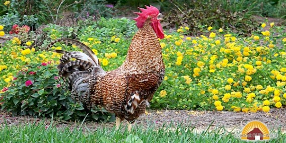 Rhodebar Chickens
