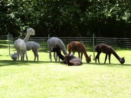 Alpacas by Armstrong