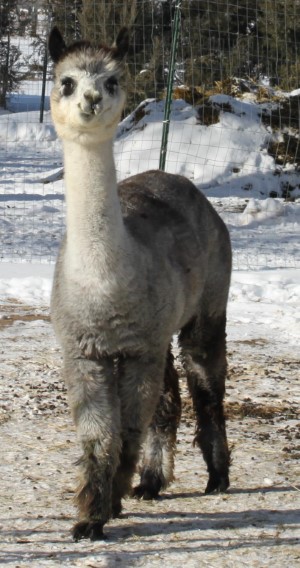 Alpaca For Sale - FRA Peruvian Touche at Alpacas at Two Creek
