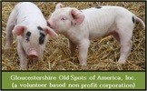 Gloucestershire Old Spots of America Inc