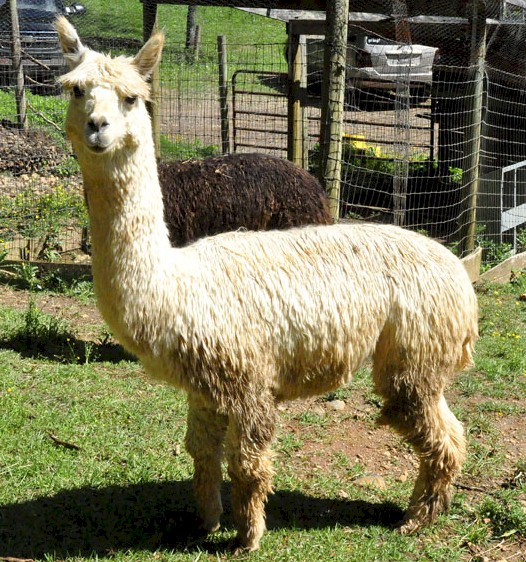 Alpaca For Sale - Rymalima's Jadee at Rymalima, LLC