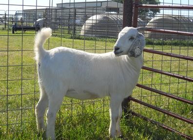 Goat For Sale - ITG LENMANA (ITG A-32) at Griffin Sport Horses & Goats