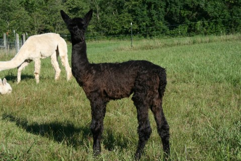 Alpaca For Sale - MGFA Black Onyx at Moonglow Farm Alpacas, LLC