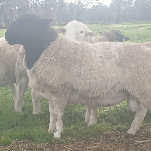 Sheep For Sale - Dorper ewe,ram,lamb sheeps for Sale at markfarms