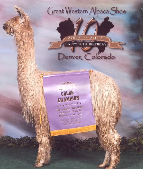 Alpaca For Sale - Chardonnay of PVA at Kleen Acres Farm