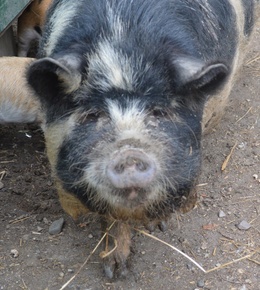 Pig For Sale - Nada at At Witsend Farm