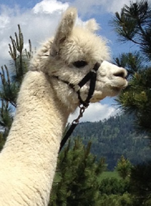 Alpaca For Sale - Rubio's RHIANNON of Stirling Ridge at STIRLING RIDGE ALPACAS