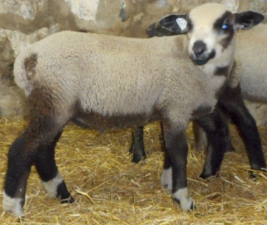 Sheep For Sale - Registered-Rare & Critically Endangered Romeldale/CVM Ram at The White Barn Farm