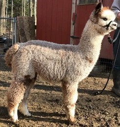 Alpaca For Sale - Sweet Baby James of Golden Life Ranch at Golden Life Ranch Alpacas, LLC