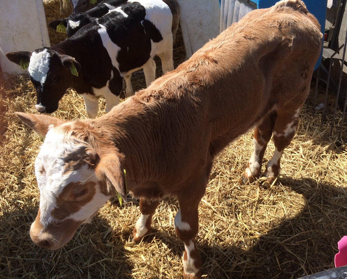 Cattle For Sale - Live Holstein Heifers Cows and Pregnant and Non Pregnant Cows at A1 Trade Investment 