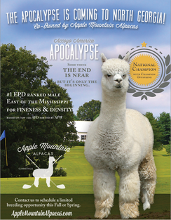 Alpaca For Sale - Accoyo America Apocalypse at Apple Mountain Alpacas