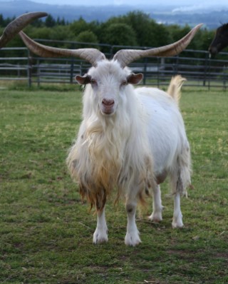 American Cashmere Goats