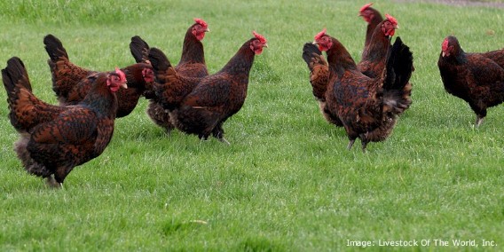 Derbyshire Redcap Chickens