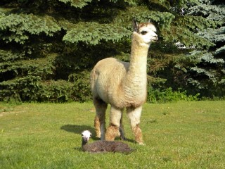 Rosie with her first cria.