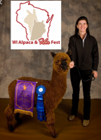 Alpaca For Sale - Majestic's Kamikaze at Hidden Pastures, LLC