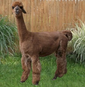 Alpaca For Sale - Miss Libby Rose at Color Your Herd Alpacas