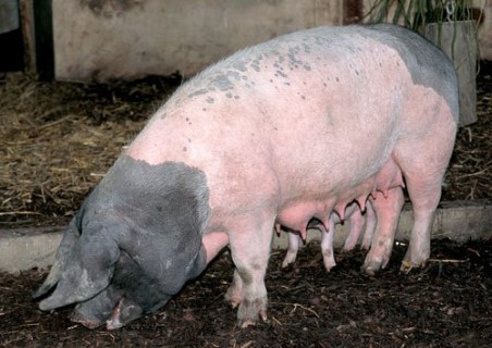 Schwabisch hall pig