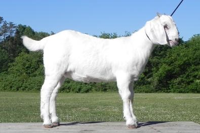 Goat For Sale - BethAnne (GSG - 002) at Griffin Sport Horses & Goats