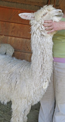 Spectacular neck fleece