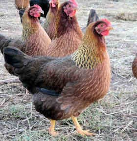 Welsummer Chickens