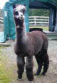 Alpaca For Sale - Luc's Captain Kirk at Alpaco Farm 