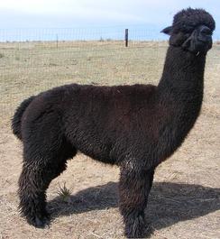 Alpaca For Sale - Jamal of FRA at Jewel of the Mountains, LLC