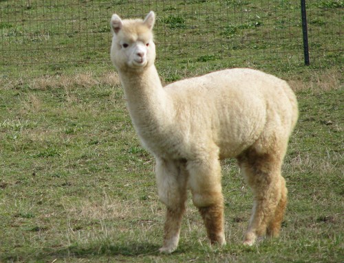 Alpaca For Sale - KAF Skylark Melody at Kismet Acres Farm