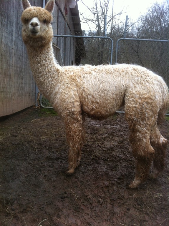 Alpaca For Sale - My Man Friday of Frogs Creek at Frogs Creek Farm