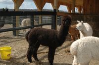 Alpaca For Sale - Chelsea Farms' Tava at Good Time Ridge Farm, LLC