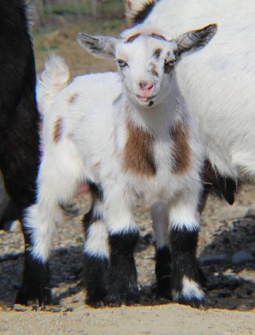 Goat For Sale - ADGA Nigerian Dwarf Buckling at Little Avalon Farm