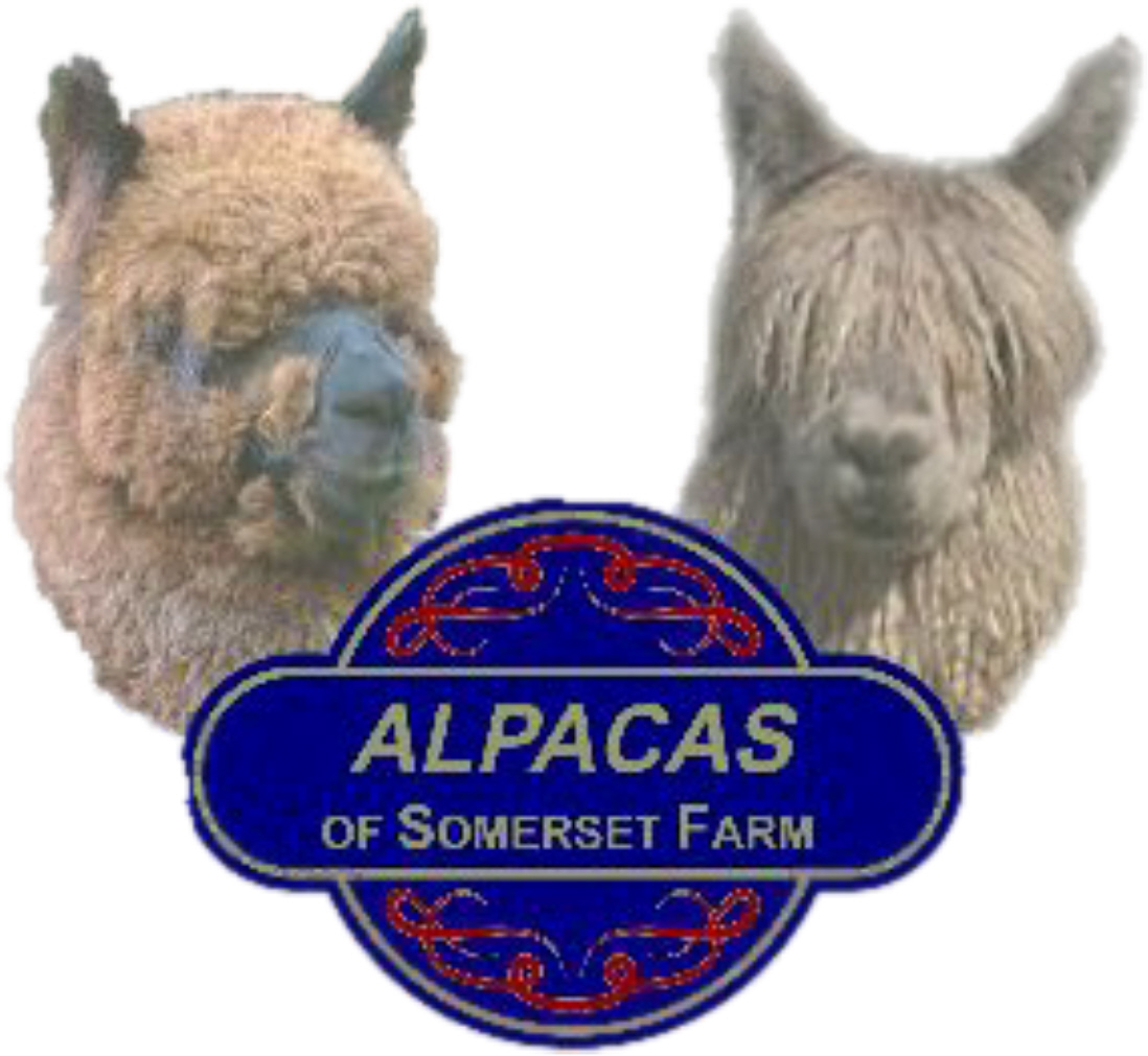 Alpacas of Somerset Farm