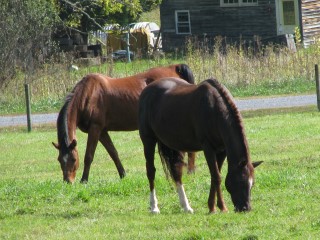 Horse For Sale - KAF Montana at Kismet Acres Farm