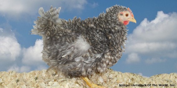 Frizzle Chickens