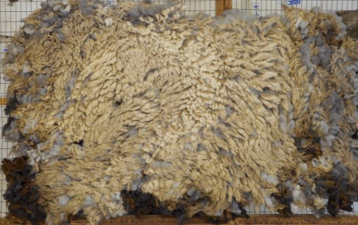 Princley's lamb fleece 2017