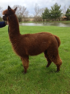 Alpaca For Sale - A of O's Courtney's Secret at Heatherbrook Farms