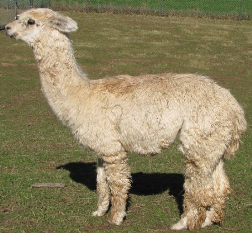 Alpaca For Sale - RC's Peruvian Rubio at Frogs Creek Farm