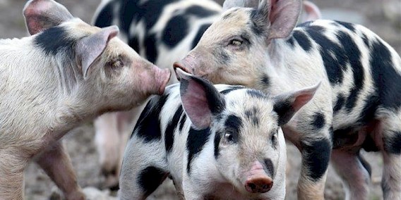 All Pig Breeds | Swine